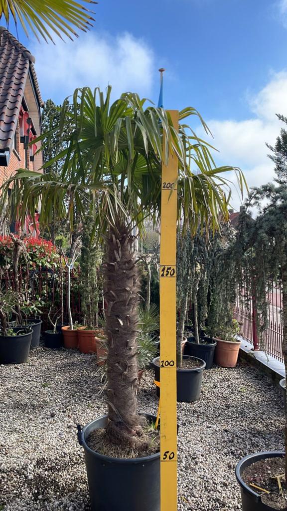 Trachycarpus Fortunei Palm 285-300cm- Winterharde Palmboom, Ophalen, Overige soorten, Volle zon