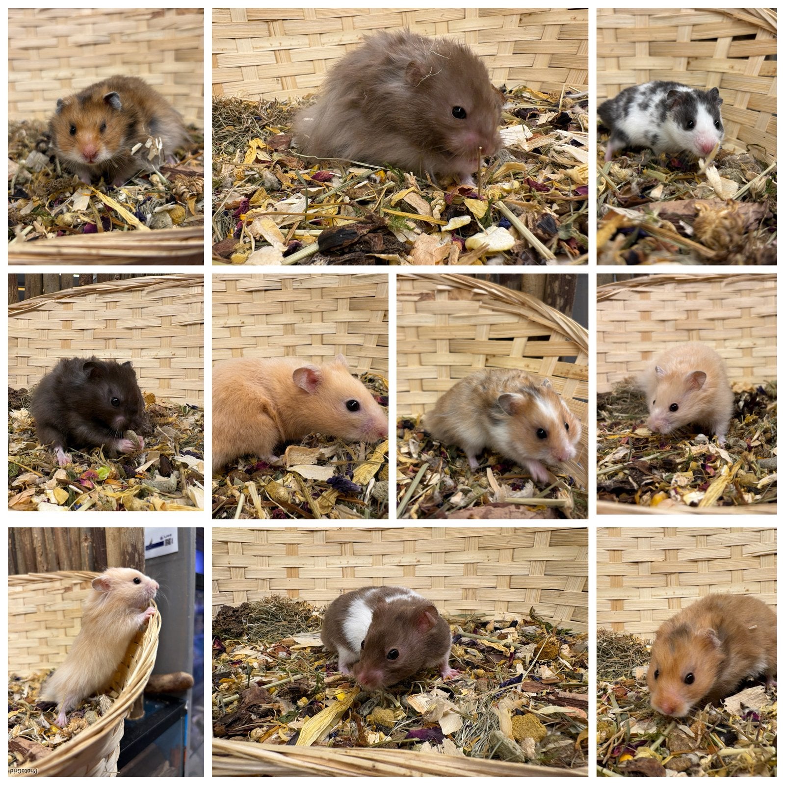 TAMME GOUDHAMSTERS ( man) van fokker, tam,direct beschikbaar, Dieren en Toebehoren, Hamster, Mannelijk, Juli, Tam