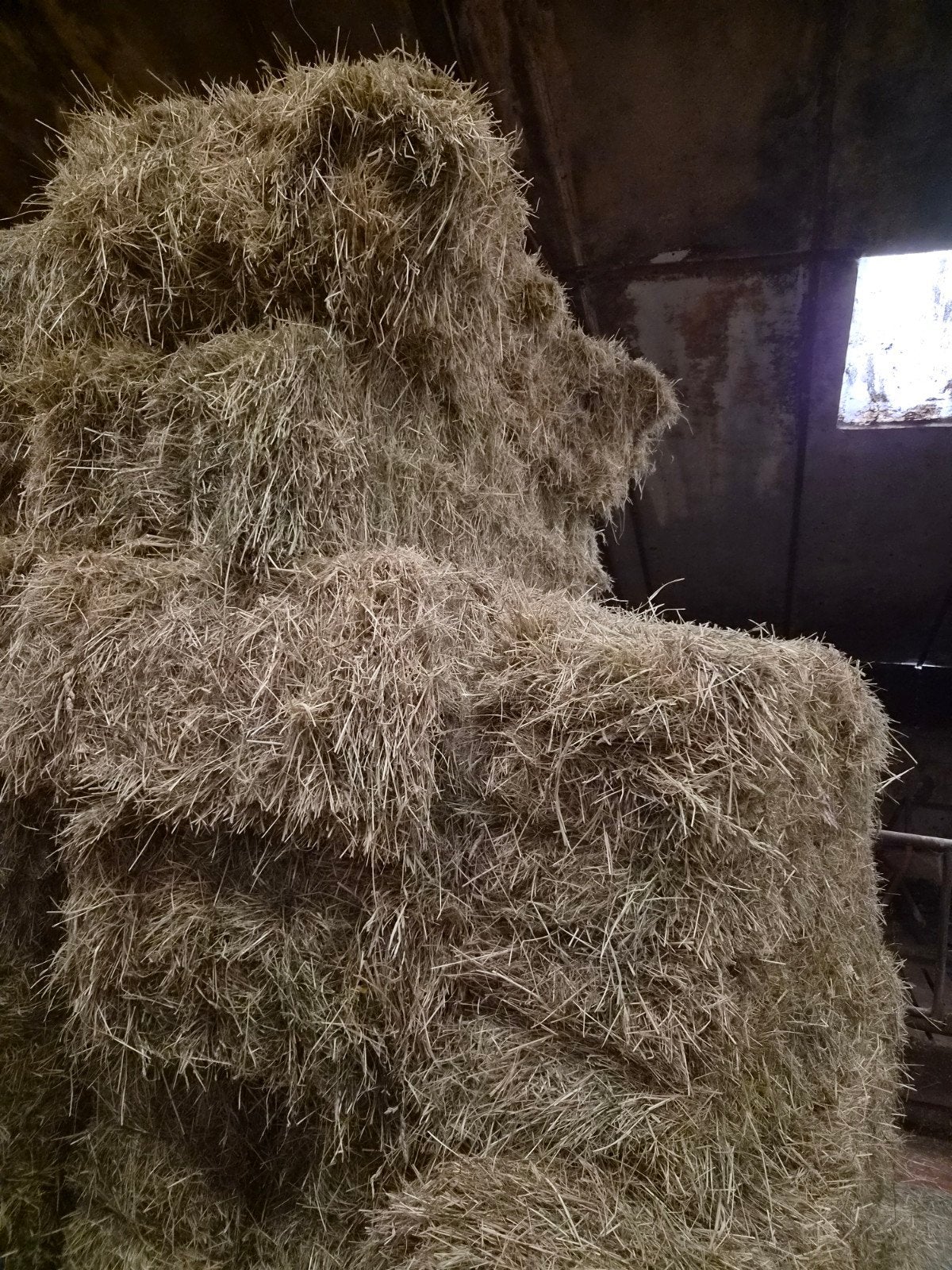 hooi gras paarden schapen geiten, Ophalen, Vee