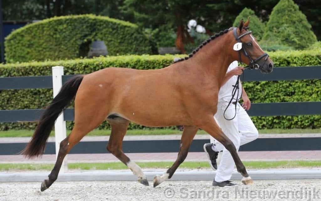 Meerdere zeer kwaliteitsvolle D ponys te koop!, Met stamboom, Ruin, Springpony, Zadelmak