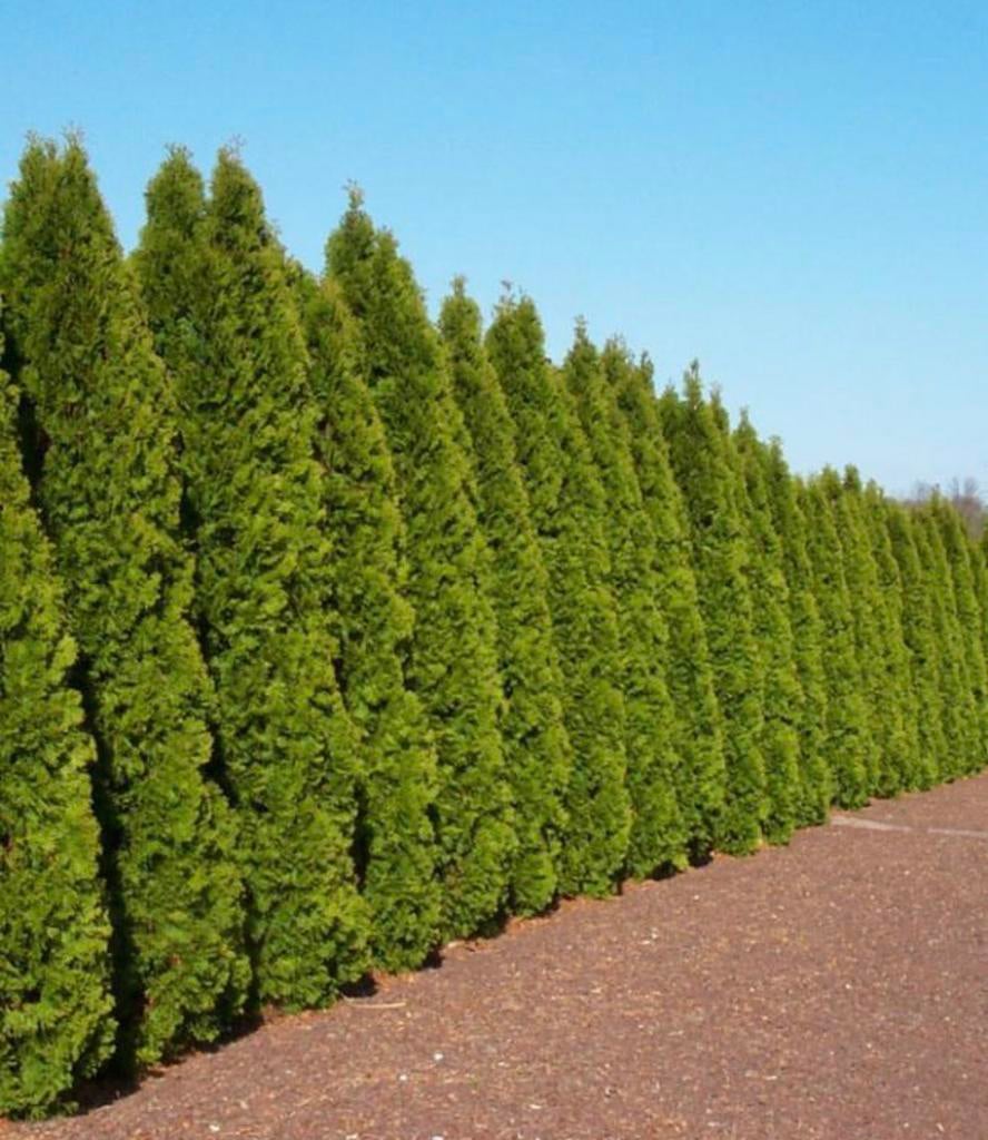 Coniferen Thuja SMARAGD, Ophalen of Verzenden, Conifeer, 100 tot 250 cm