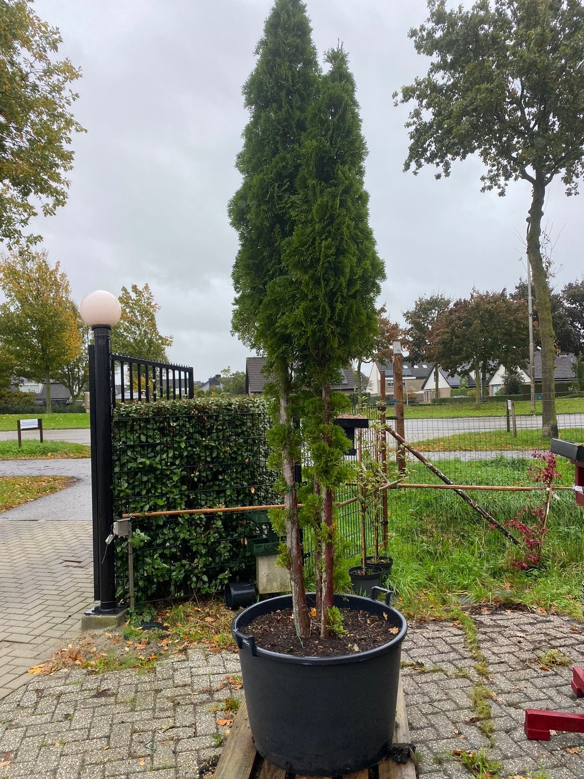 Thuja smaragd meerstam €199,00 mooi groenblijvende boom, Ophalen of Verzenden, Bloeit niet, In pot, 100 tot 250 cm