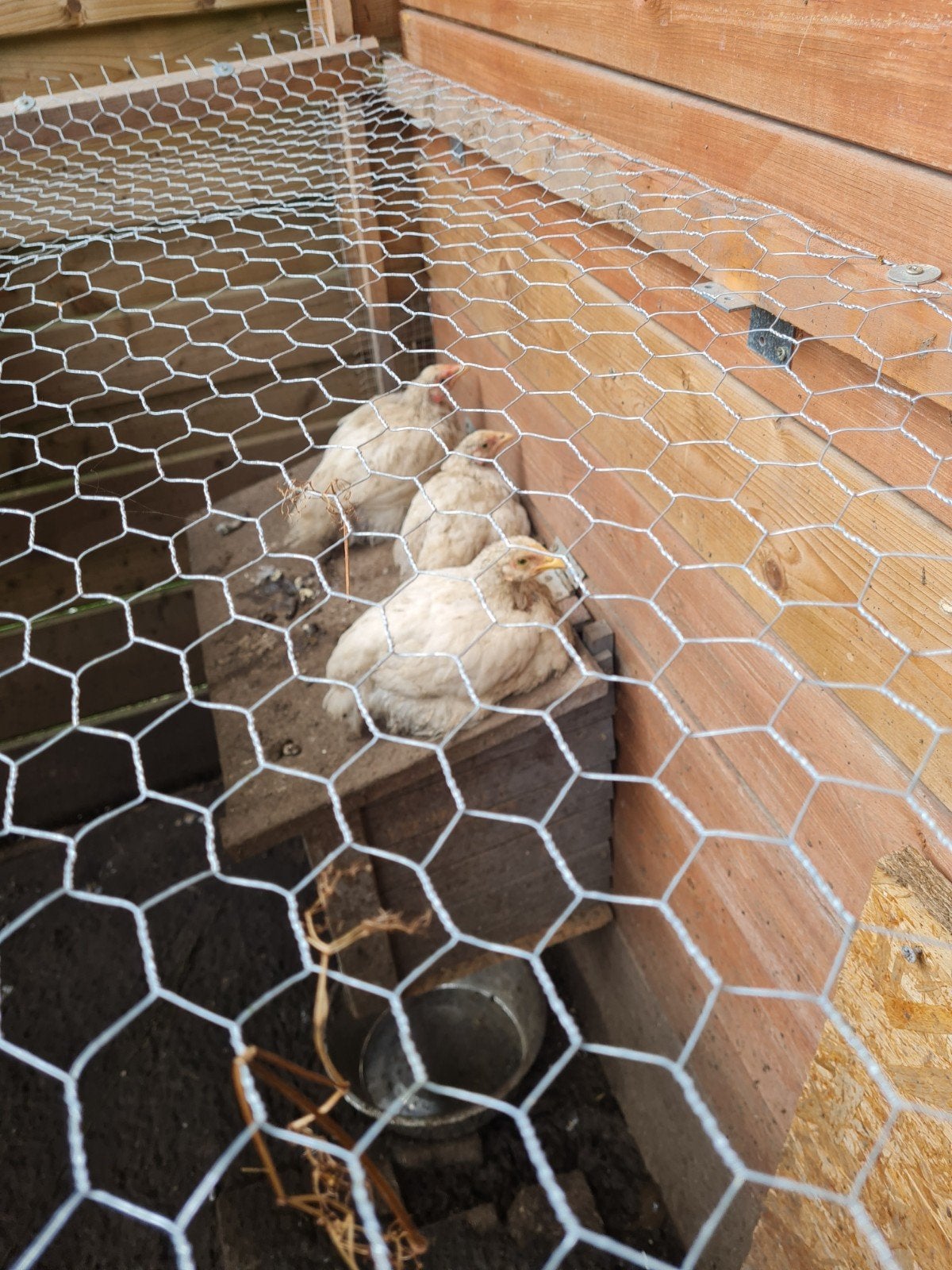 6 slacht haantjes, Dieren en Toebehoren, Mannelijk, Kip