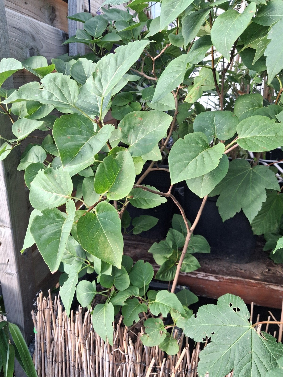 Paarse seringen boompje, Ophalen, Minder dan 100 cm, Overige soorten, Zomer