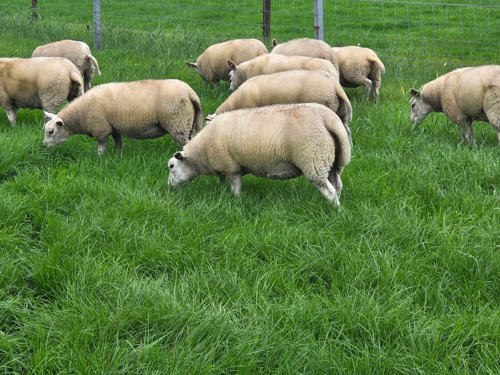 Britse/engelse texelaar fokooien, Vrouwelijk, Schaap, 0 tot 2 jaar