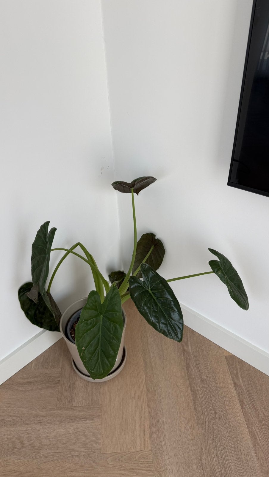 Gratis ophalen, Ophalen, Halfschaduw, Minder dan 100 cm