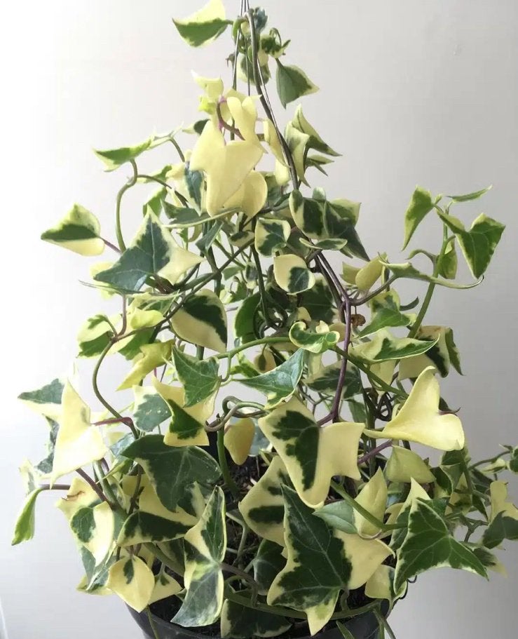 Senecio macroglossus Variegata geworteld stekje, Ophalen of Verzenden, Halfschaduw, Minder dan 100 cm