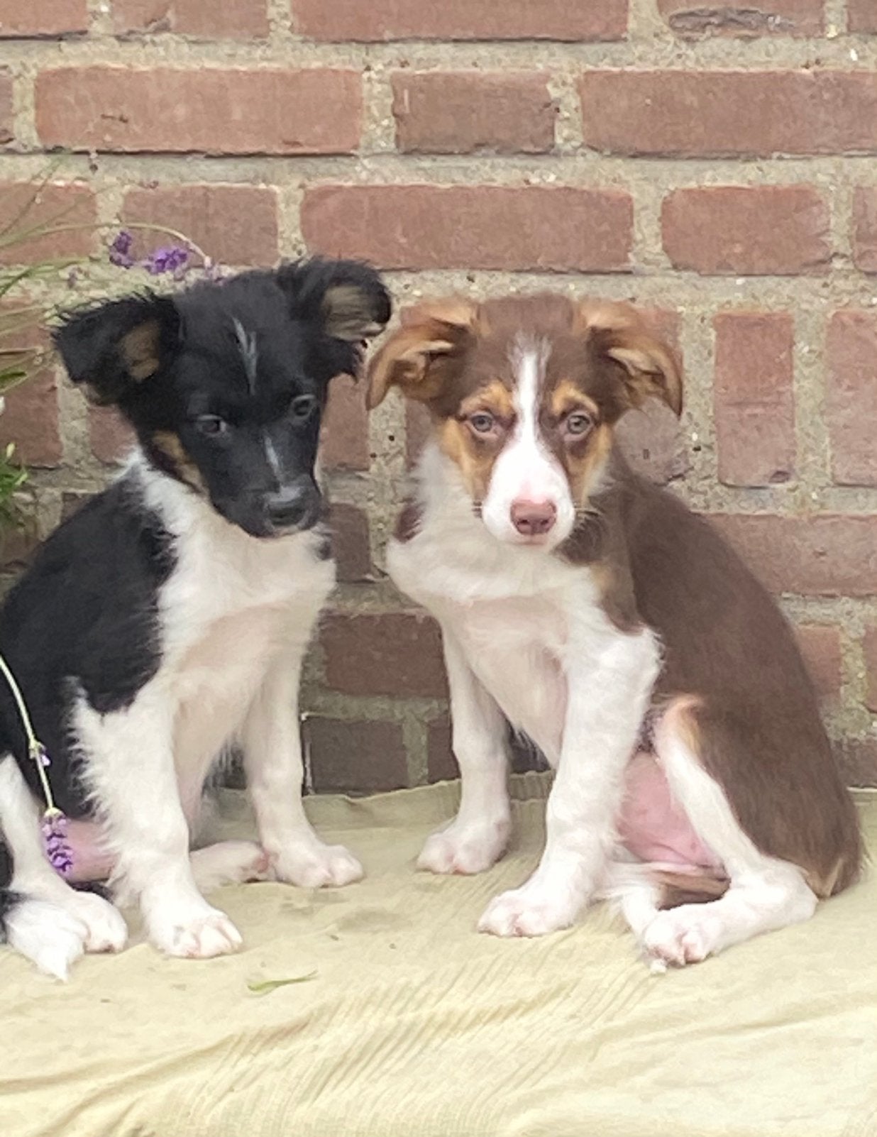 Hele vrolijke BORDER COLLIE x FRIESE STABIJ pups - teefjes, Parvo, Nederland, 8 tot 15 weken, Teef