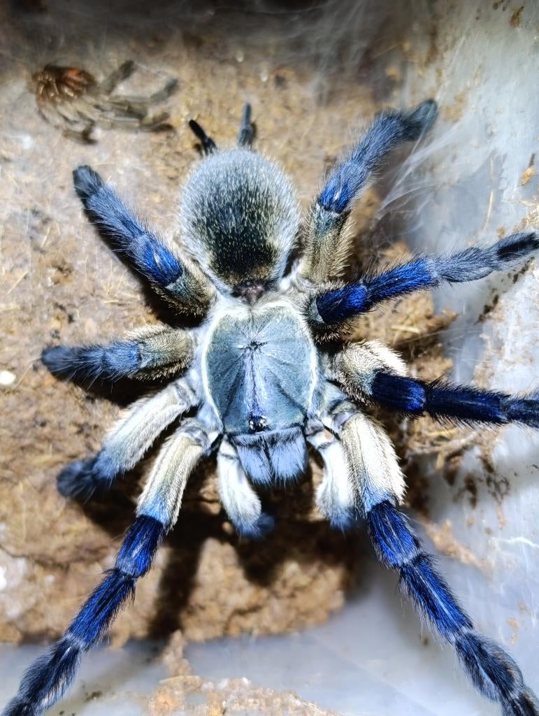 Vogelspinnen , Caribena versicolor , Metallica , avicularia, Dieren en Toebehoren, Ophalen of Verzenden, Gebruikt, Terrarium of Paludarium