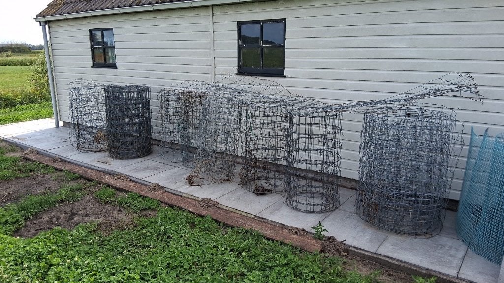Schapengaas, Meerdere dieren, Schaap