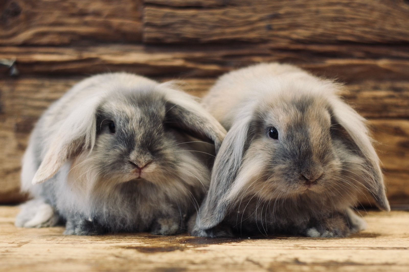 JORIS & BORIS | KONIJNEN | HANGOOR | RAM, Dieren en Toebehoren, Mannelijk, Klein, Hangoor, 0 tot 2 jaar