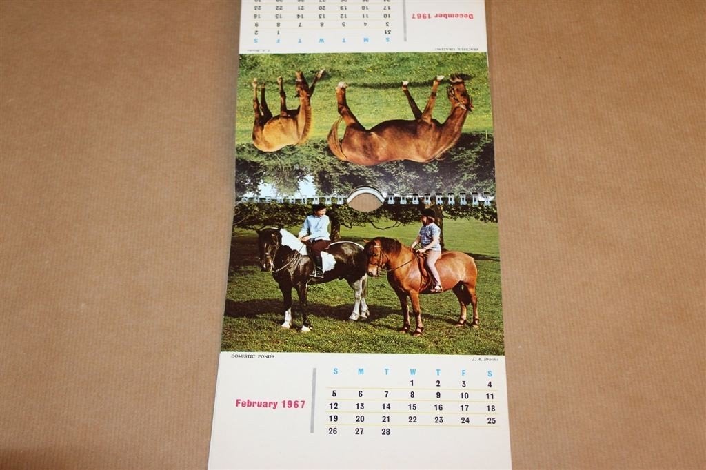 Horse Lovers Calendar 1967 — Vintage Paardenkalender, Boeken, Dieren en Huisdieren, Ophalen of Verzenden, Gelezen, Katten