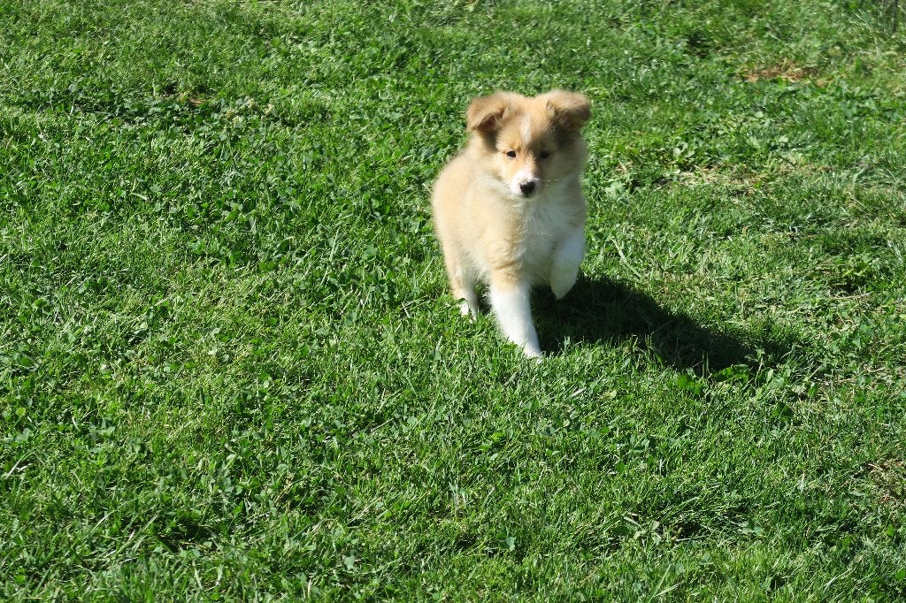 Sheltie pup reutje, Dieren en Toebehoren, Honden | Herdershonden en Veedrijvers, Parvo, Nederland, Reu, 8 tot 15 weken