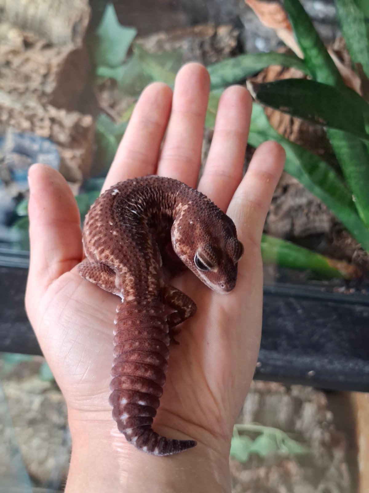 Vetstaartgekko, Dieren en Toebehoren, Hagedis, 0 tot 2 jaar