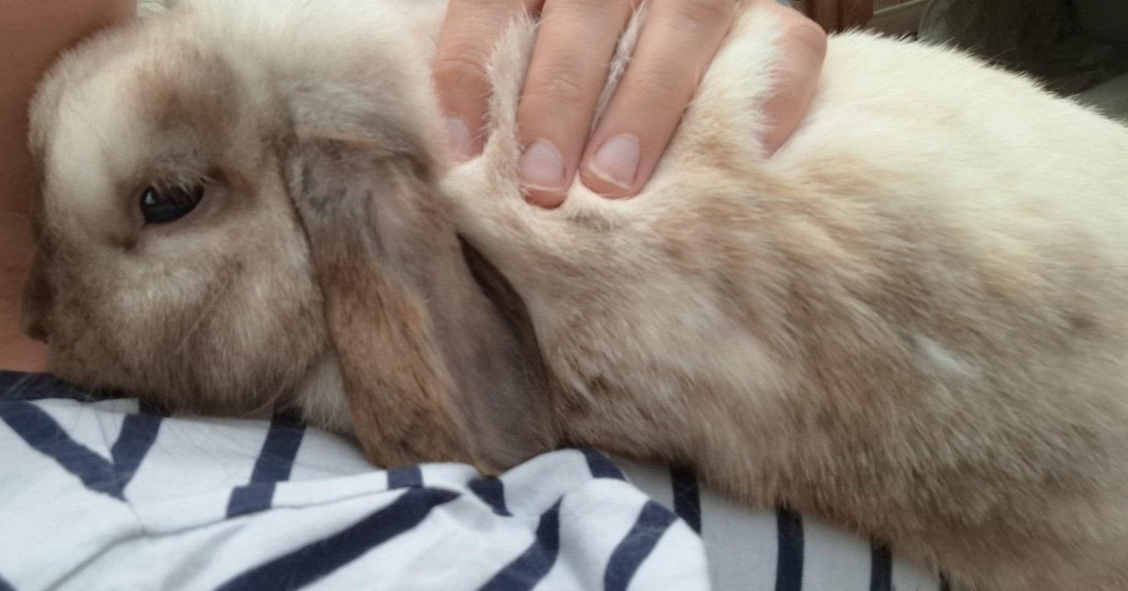 Huisje gezocht na overlijden maatje (nhd sallander hangoor), Dieren en Toebehoren, Konijnen, Vrouwelijk, Dwerg, Hangoor