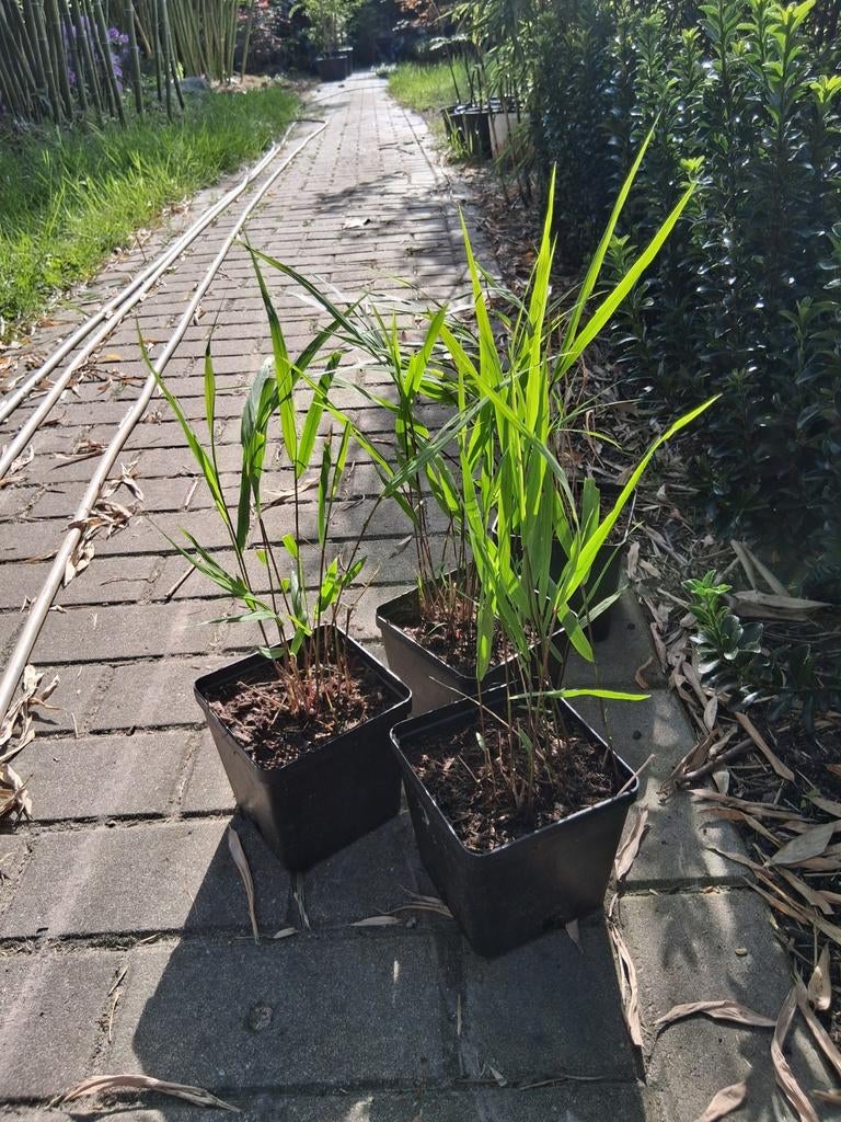 Hakonechloa macra japans berggras, Ophalen, Overige soorten, Volle zon