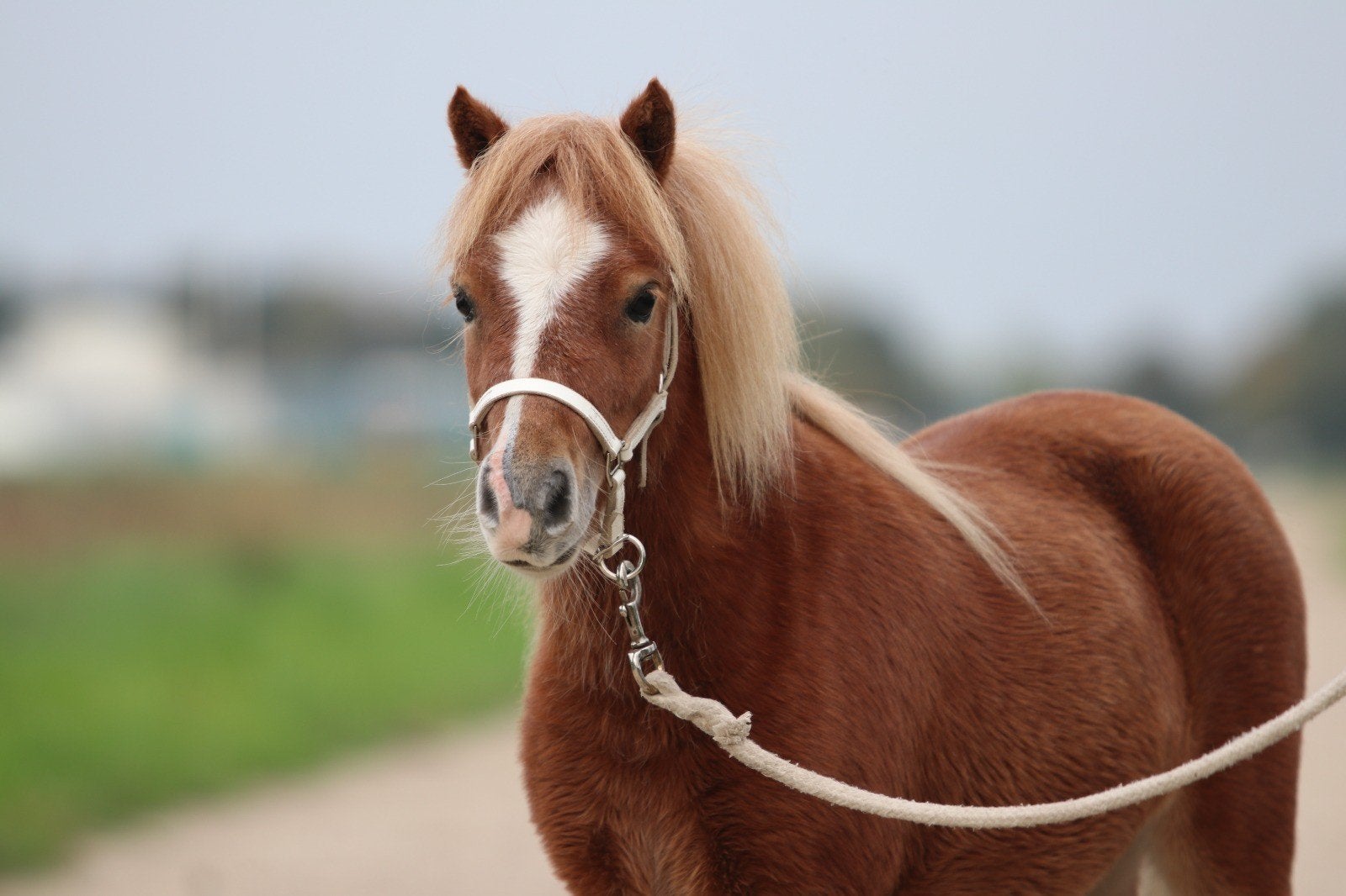 Prachtige zeer kleine mini en appaloosa merrie en ruin, Dieren en Toebehoren, Meerdere dieren, A pony (tot 1.17m), Gechipt, 3 tot 6 jaar