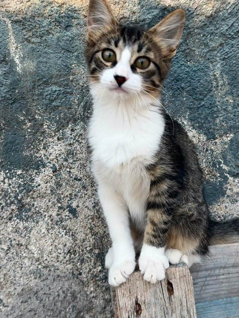 Jarela, Pumiky, 14-02-2026 in de refugio geboren, Dieren en Toebehoren, Katten en Kittens | Overige Katten, Kater, Kortharig, 0 tot 2 jaar