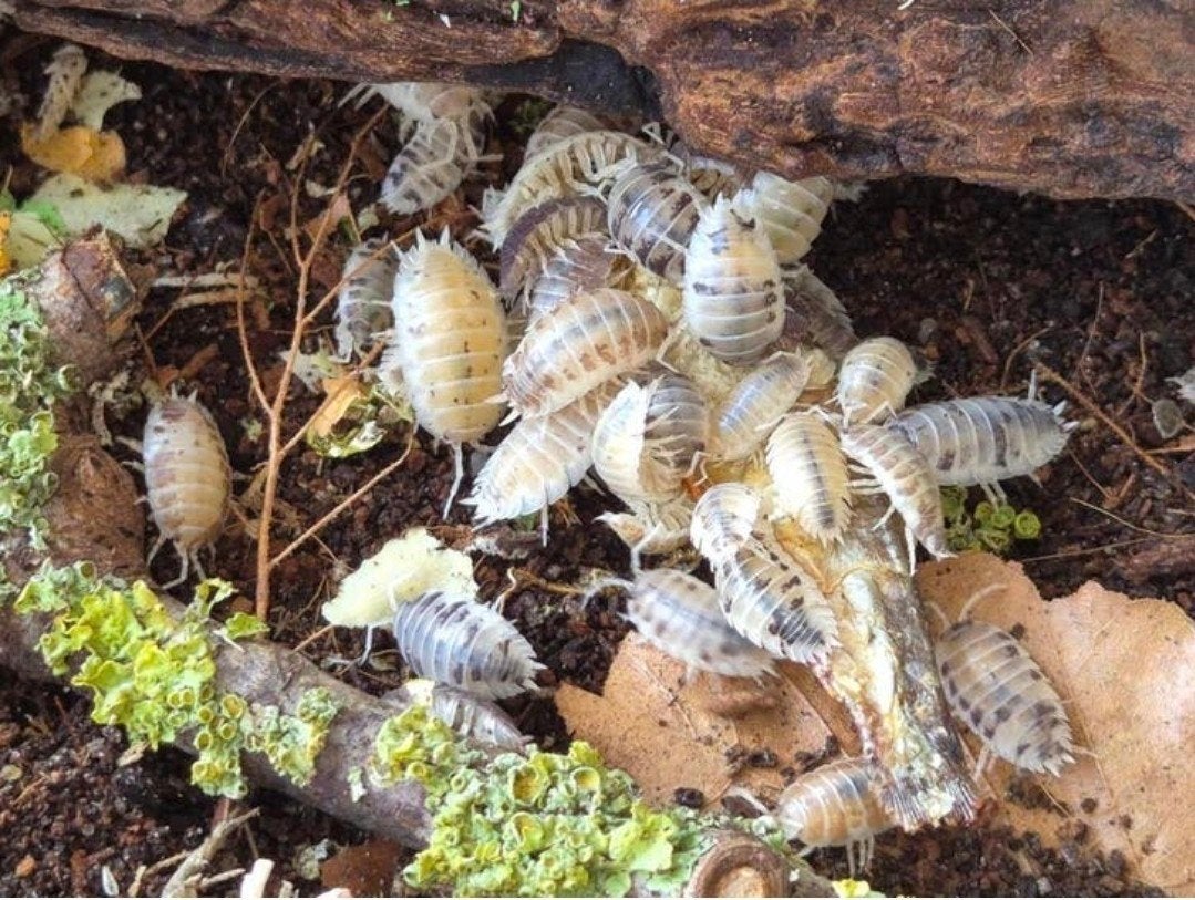 Porcellio leavis dairycow, Dieren en Toebehoren, Overige soorten