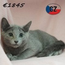 Blauwe Rus kittens - kattinnetjes te koop, Dieren en Toebehoren, Katten en Kittens | Raskatten | Korthaar, Poes, Gechipt, 0 tot 2 jaar