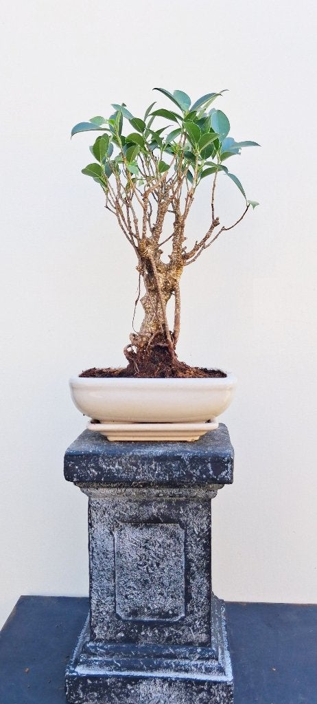1 Bonsai Ficus Jubara- 26 cm Hoog- Recht model, In pot, Bloeit niet, Halfschaduw, Minder dan 100 cm
