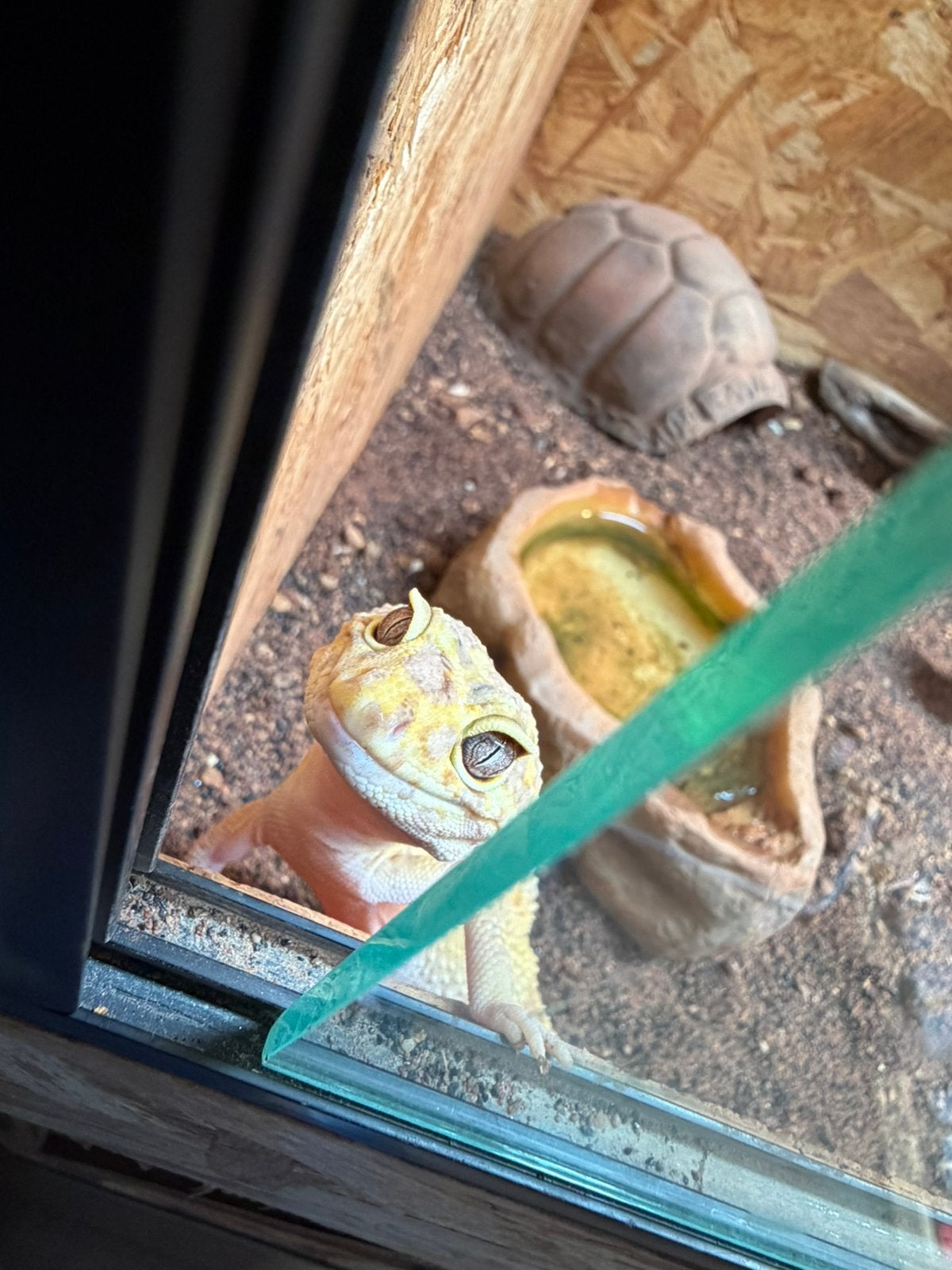 Luipaard gekko eventueel met terrarium