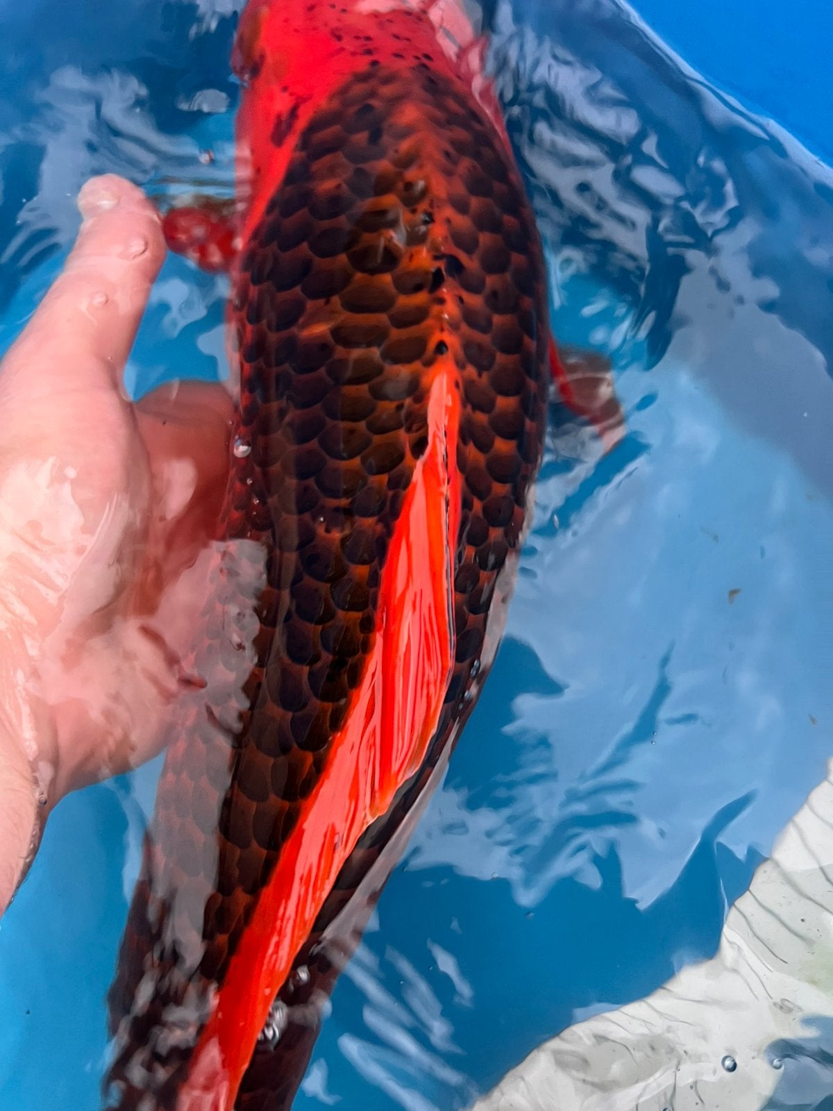 Grote aka matsuba (hi asagi), Dieren en Toebehoren, Karper of Koi
