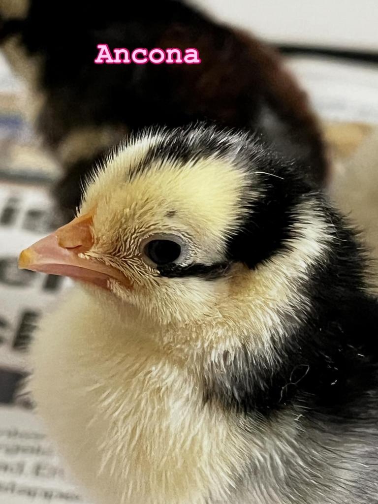 Ancona groot kuikens, Dieren en Toebehoren, Meerdere dieren, Kip