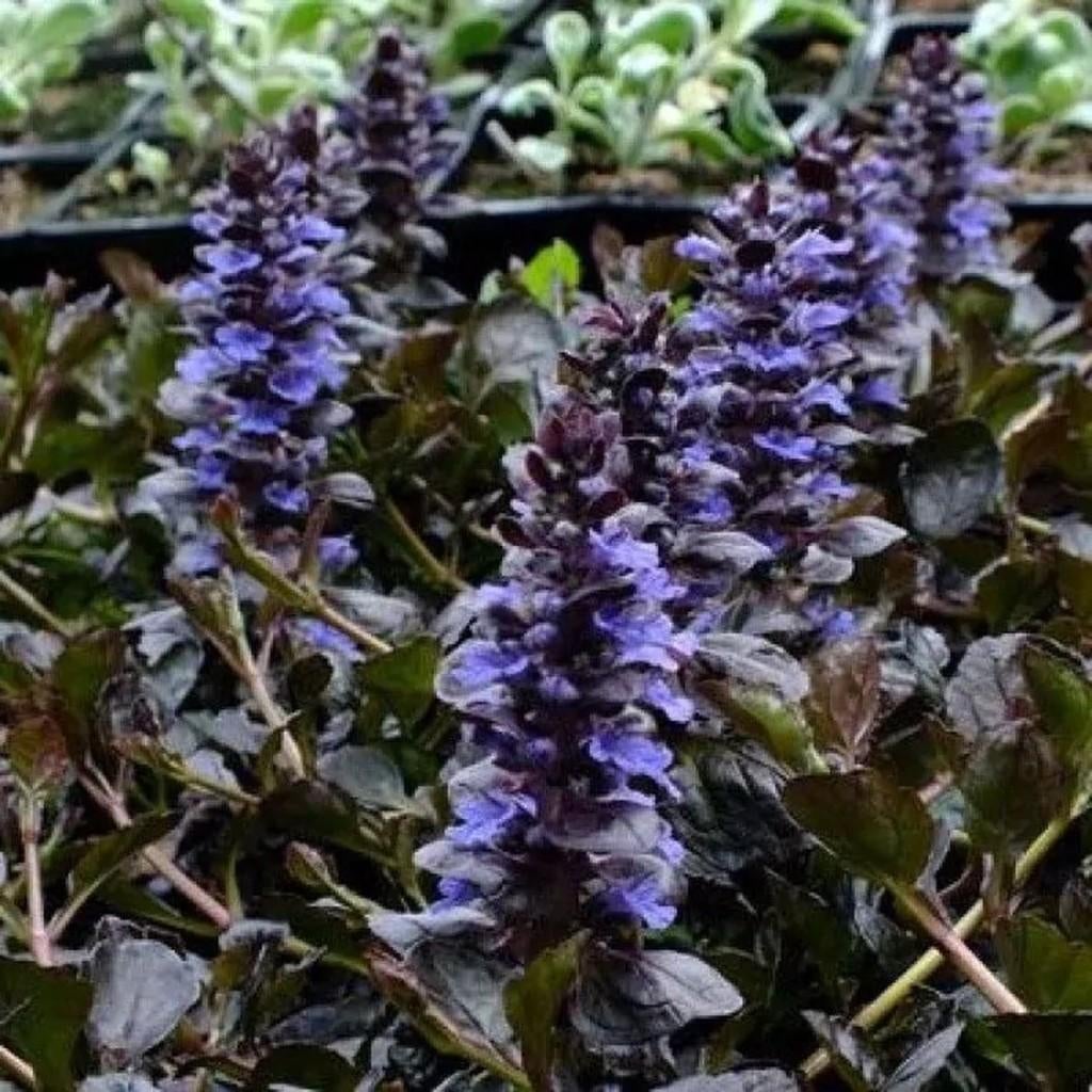 Zenegroen vaste plant, Tuin en Terras, Ophalen, Bodembedekkers, Vaste plant, Halfschaduw