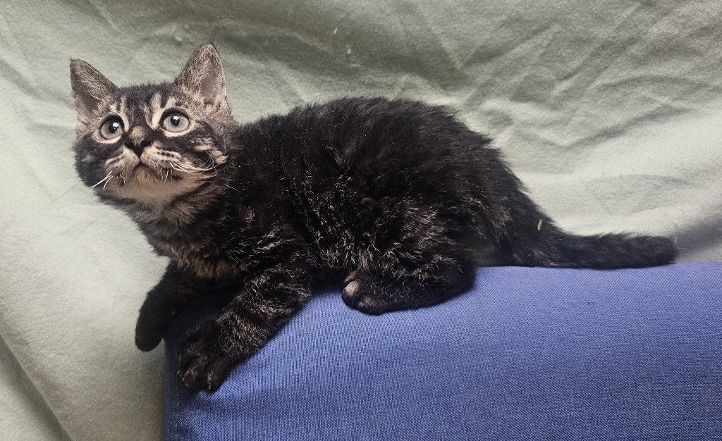 Prachtige smoke bengaal kruising rex kitten - katertje, Meerdere dieren, Kortharig, 0 tot 2 jaar