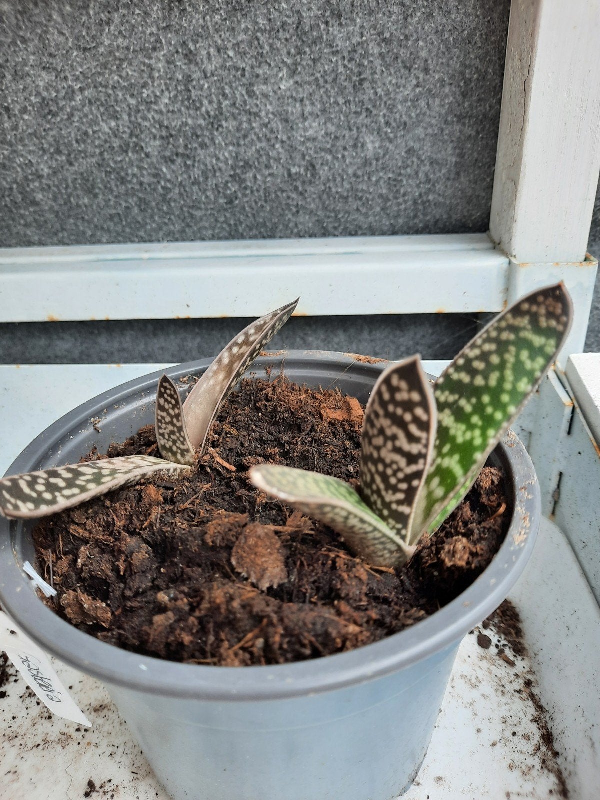 Gasteria, Ophalen, Halfschaduw, Minder dan 100 cm