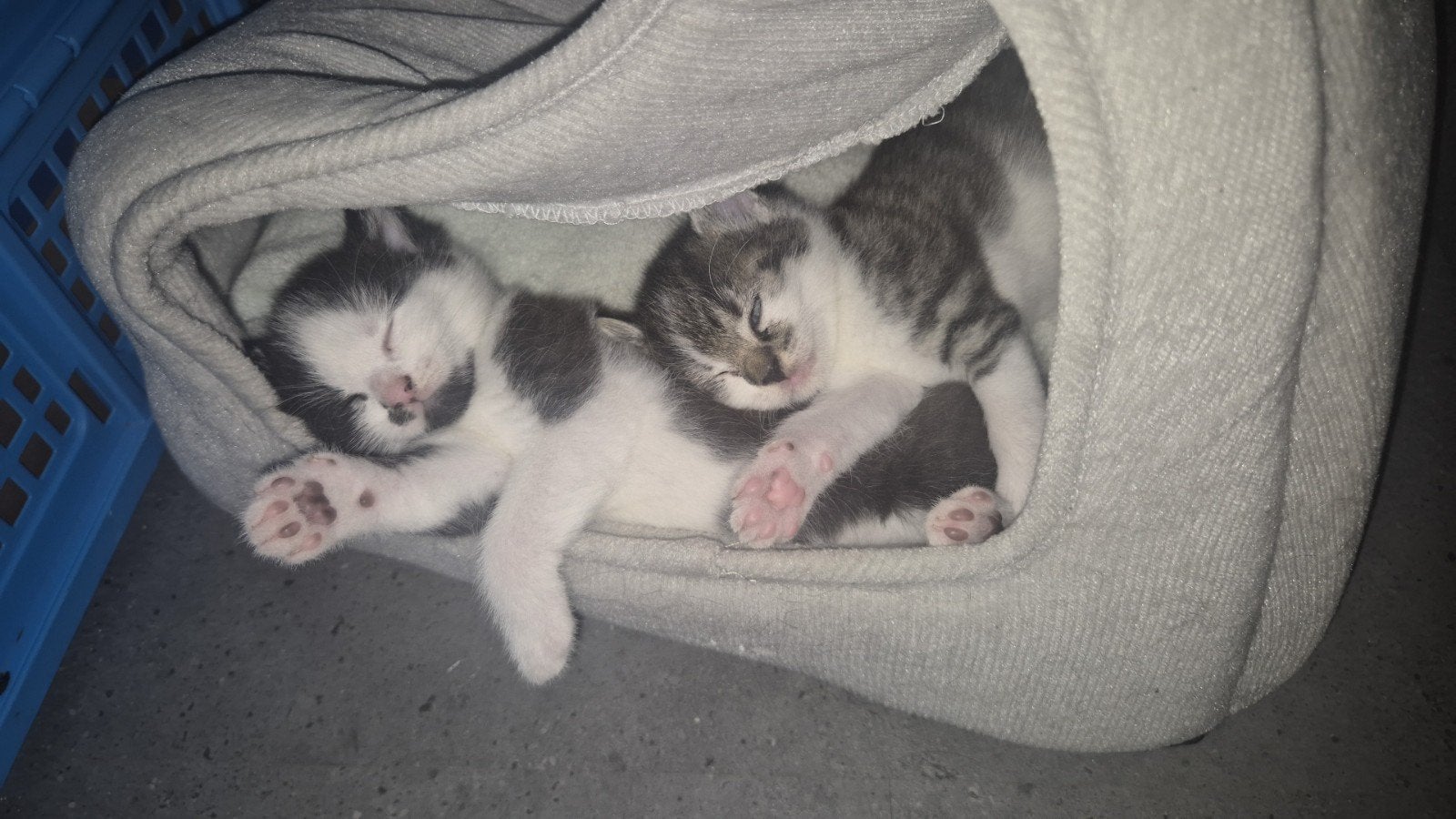 2 kittens meisjes mogen meteen mee, Poes, Kortharig, 0 tot 2 jaar