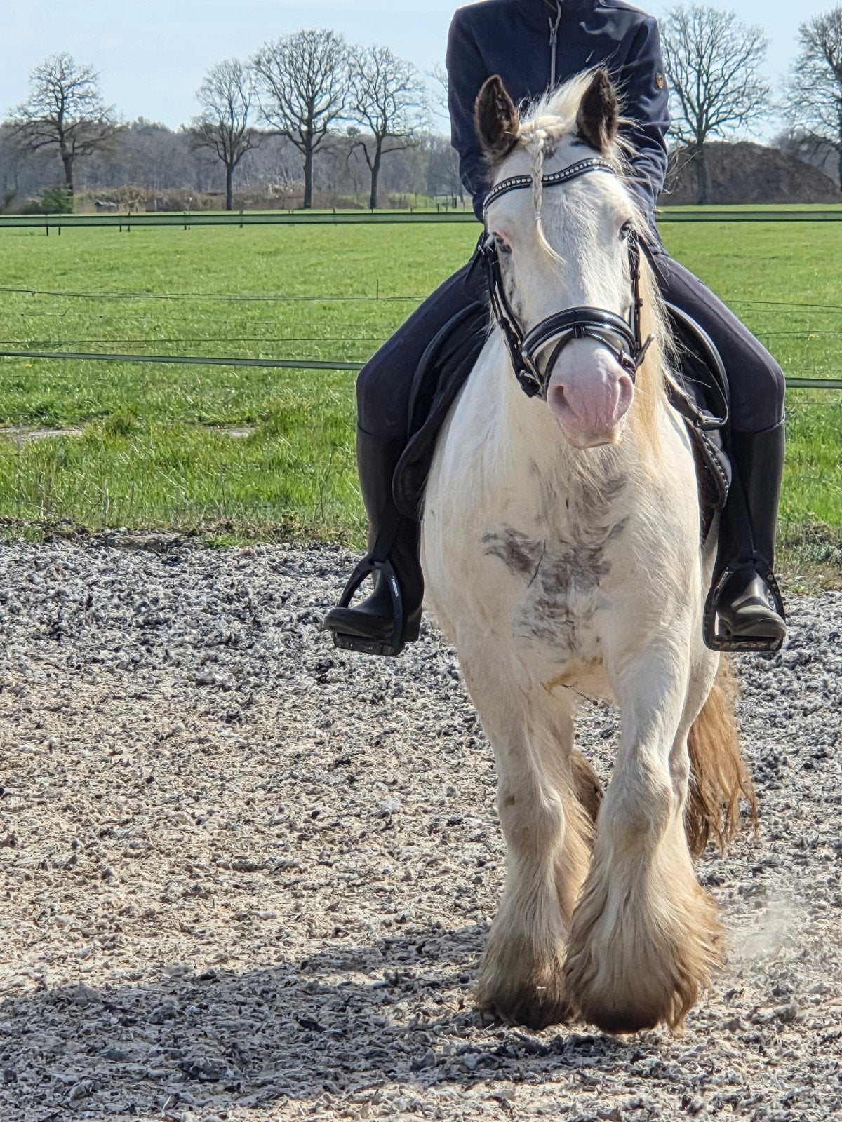 Lieve,  9 jarige tinkerruin, Gechipt, B, Ruin, C pony (1.27m tot 1.37m)