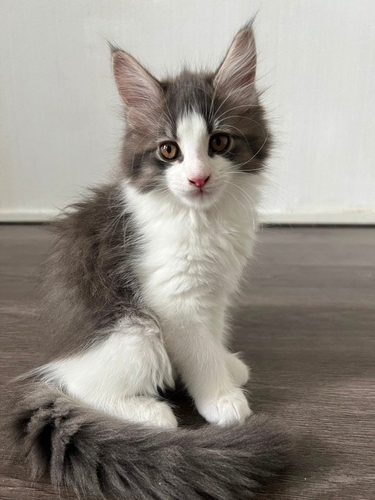 3/4 Maine Coon-kittens, Poes, Gechipt, 0 tot 2 jaar