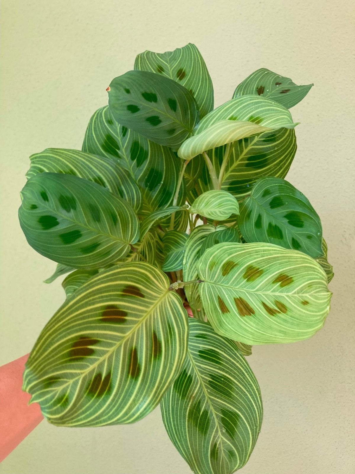 maranta Light Veigns mooie plant, Ophalen, Volle zon