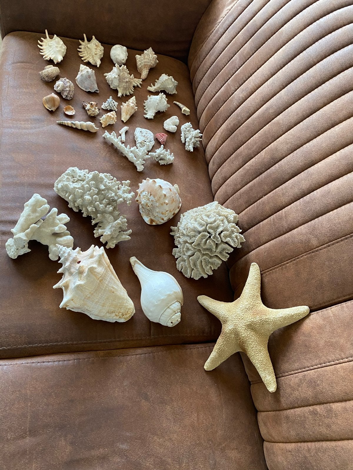 Diverse collectie schelpen, koraal en zeester, Ophalen, Gebruikt