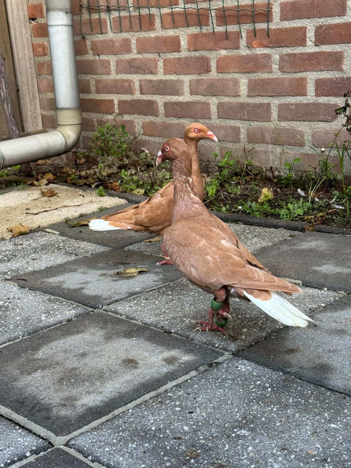 Sierduiven koppel, Dieren en Toebehoren, Meerdere dieren, Overige soorten