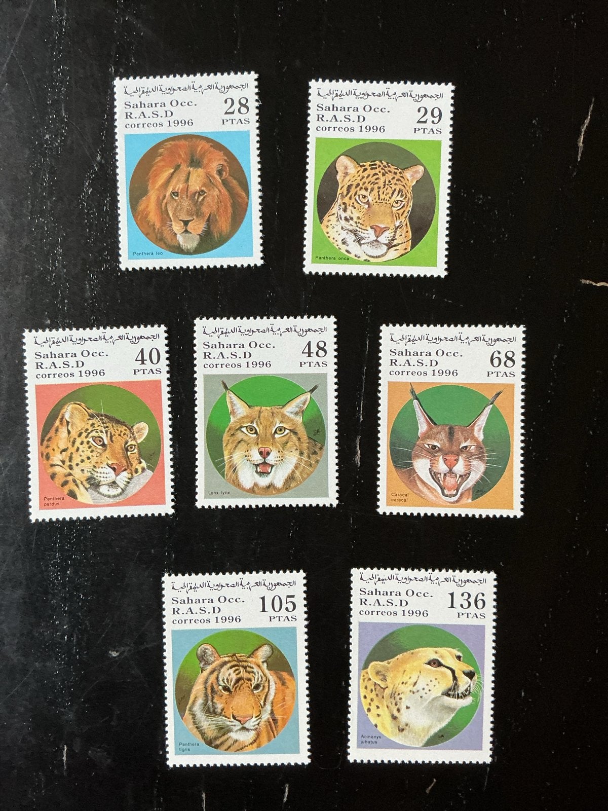 Sahara Occ. R.A.S.D. postzegels 1996 - Grote katten, Ophalen of Verzenden, Postfris