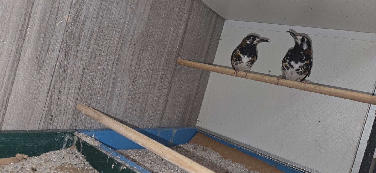 koppel kastanjerug lijster, Meerdere dieren