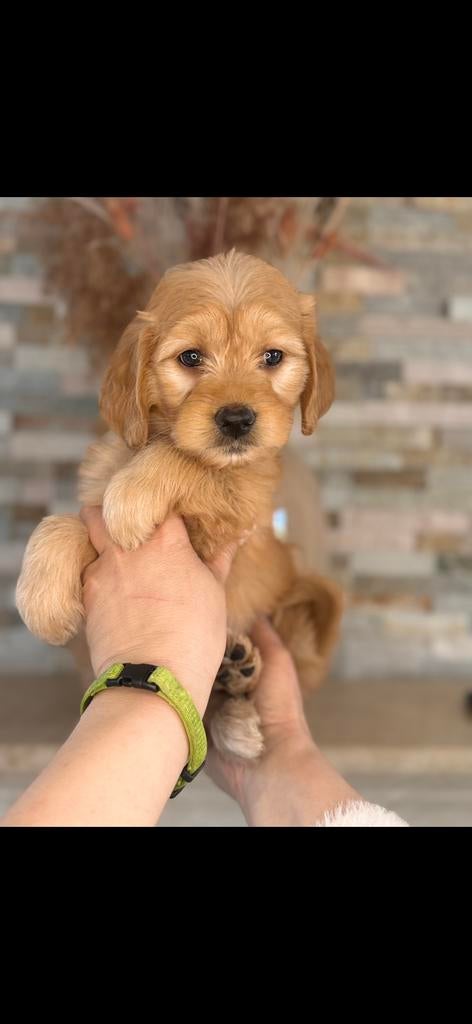 Prachtige goldendoodle pups, Dieren en Toebehoren, Honden | Retrievers, Spaniëls en Waterhonden, Parvo, Nederland, Overige rassen