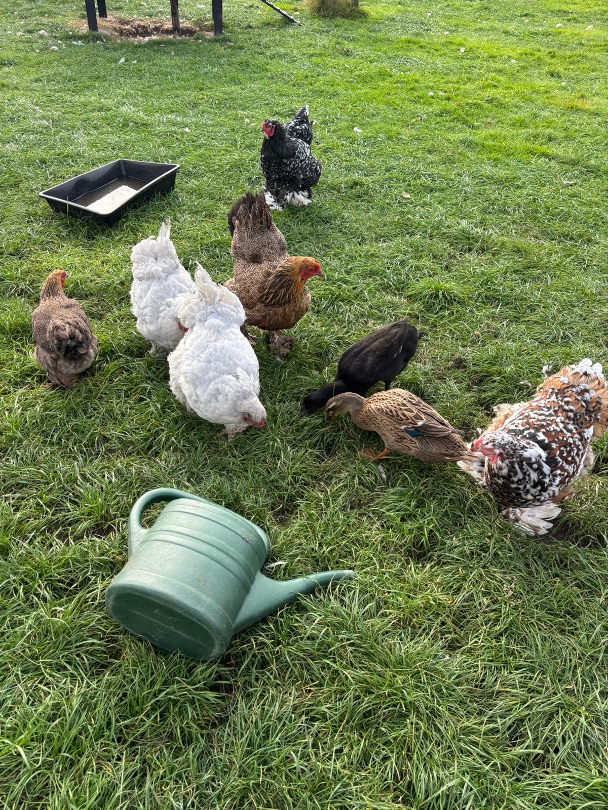 Brahma hennen en 4 loopernden, Dieren en Toebehoren, Vrouwelijk, Kip