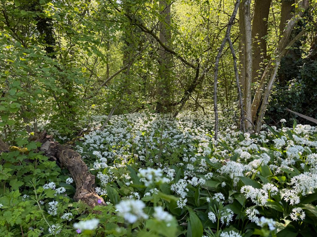 Bosgrond recreatiegebied gezocht, Ophalen of Verzenden, Gebruikt