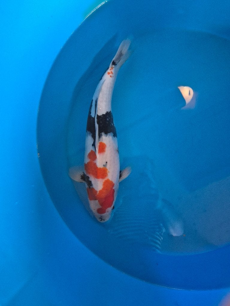 Mooie showa, Karper of Koi