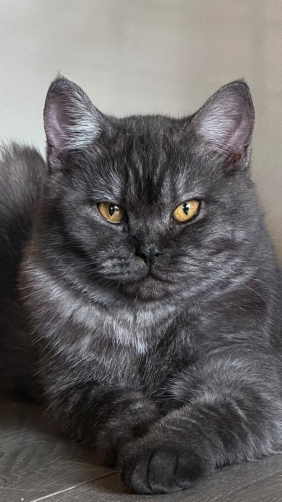 Raszuivere Britse korthaar kittens met stamboomouders, Dieren en Toebehoren, Meerdere dieren, Gechipt, 0 tot 2 jaar