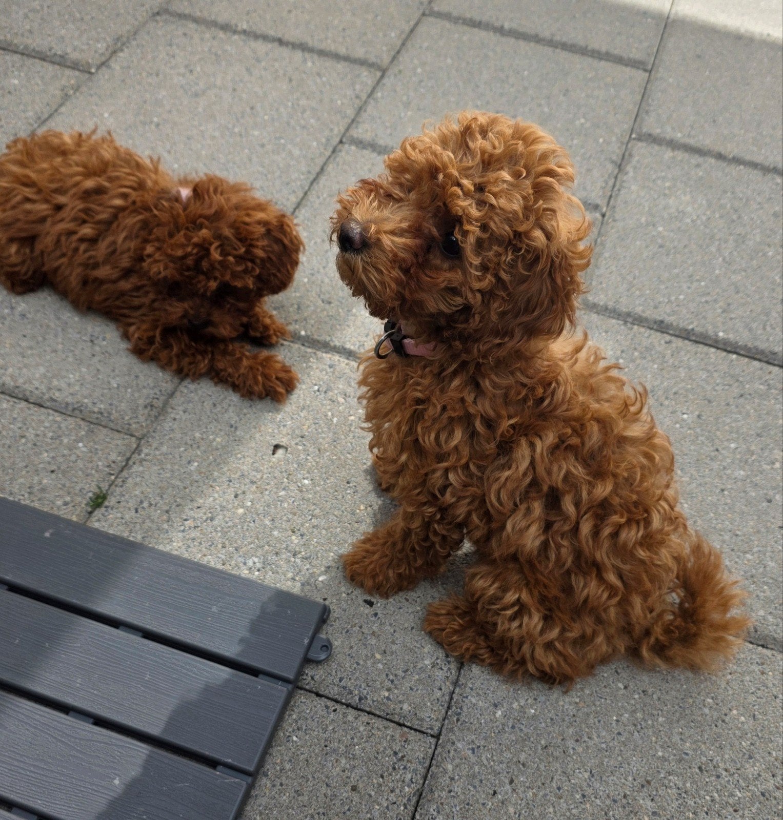 Prachtige toypoedel pups, Parvo, Overige rassen, 8 tot 15 weken, Meerdere