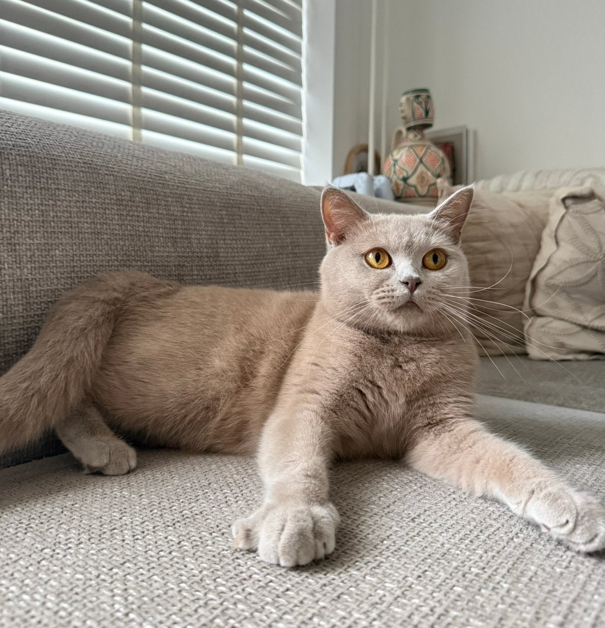 Britse korthaar lilac poes, Dieren en Toebehoren, Poes