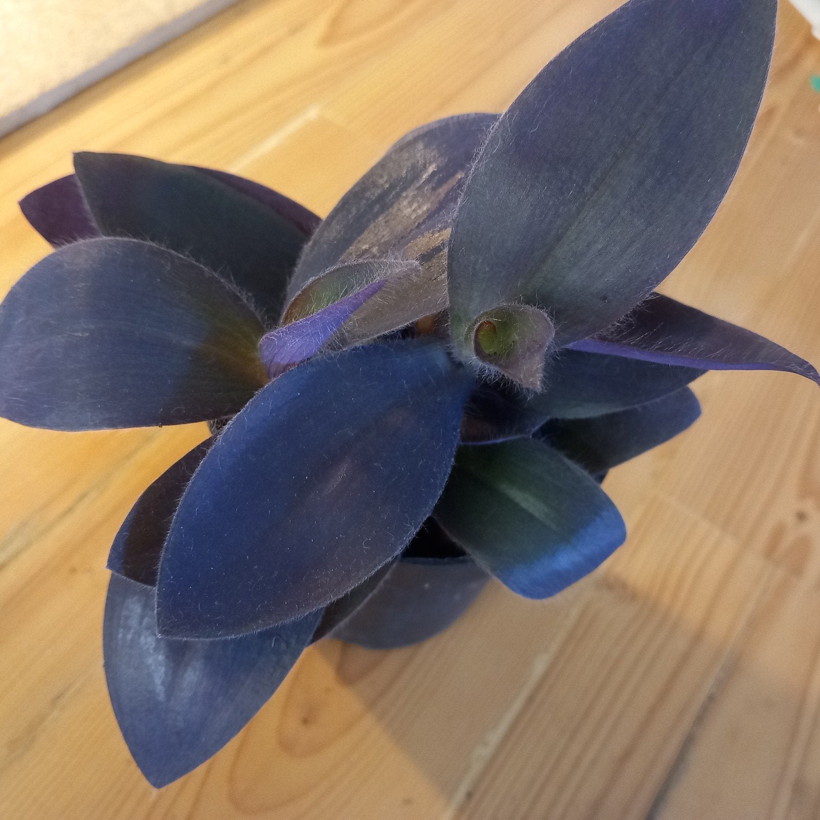 tradescantia purple passion plantje nr 7, Huis en Inrichting, Ophalen of Verzenden, Halfschaduw, Minder dan 100 cm
