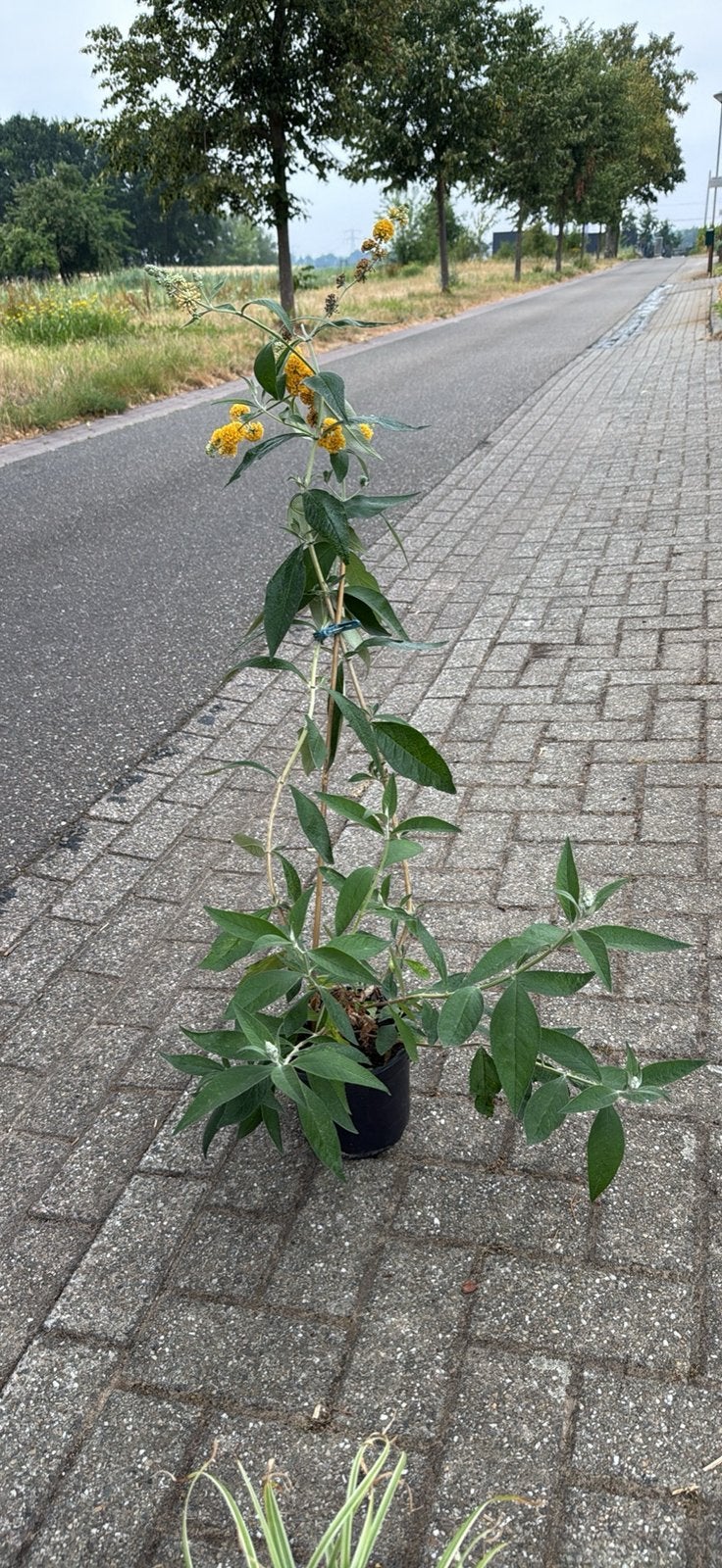 Vlinderstruik Sungold, Ophalen, Overige soorten, Volle zon
