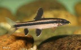 Epalzeorhynchos Kalopterus - Algeneter - Koidreams Valburg, Vis, Zoetwatervis