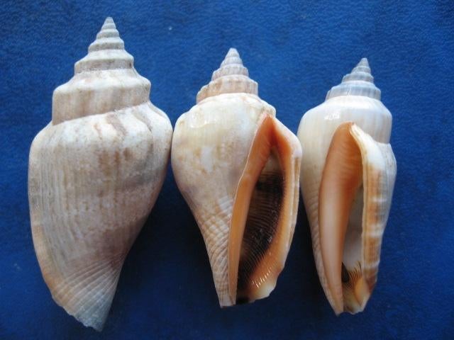 Schelpen: Strombus urceus L. f++/gem 33-50mm, Verzenden, Schelp(en)